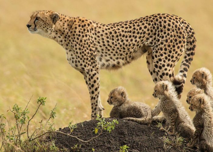 cheetah with cubs (1)