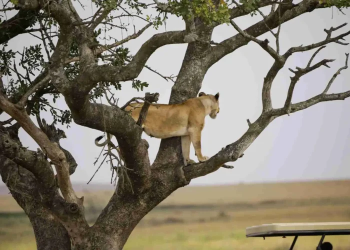 climbing lion tree (1)