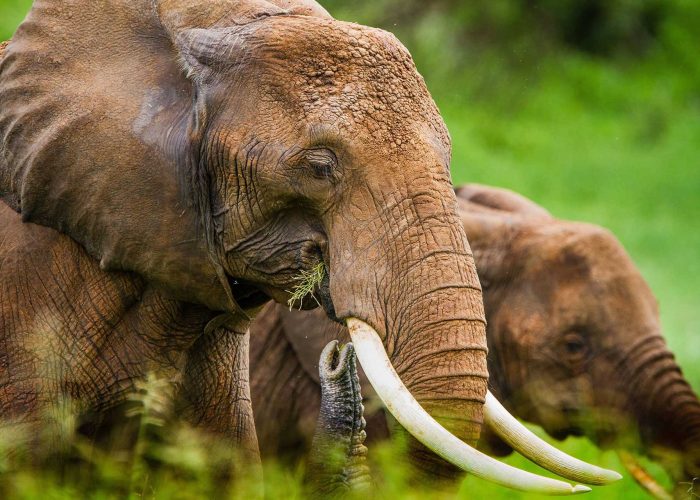 elephant in edzngwwa (1)