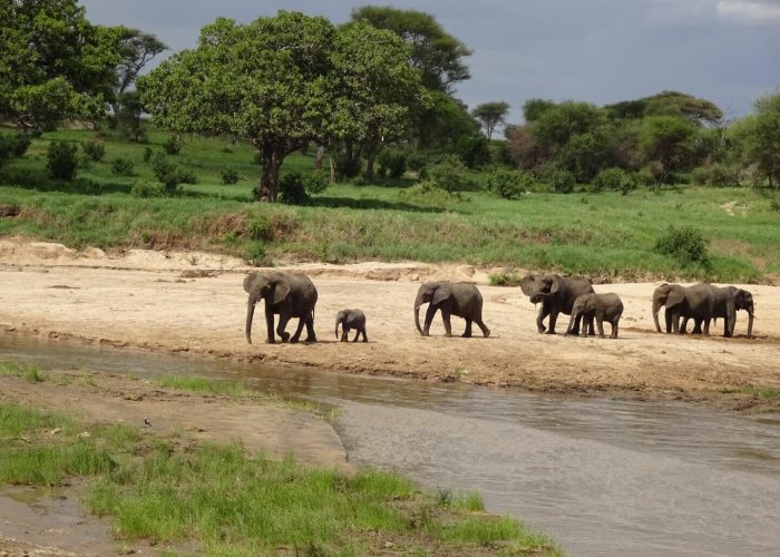 elephant in saadani (1)