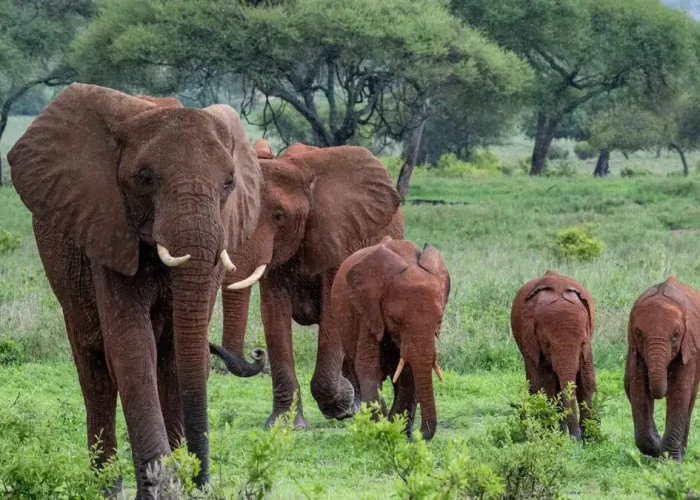 elephants-in-Tarangire-national-park (1)