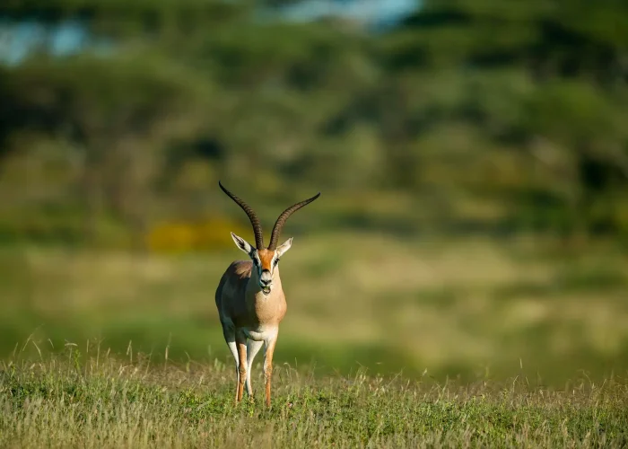 elland-in-a-distant (1)