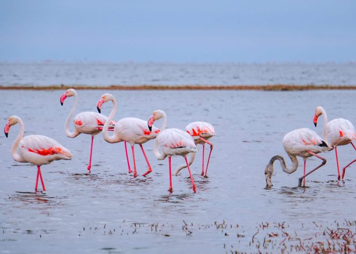flamingo in kenya (1)