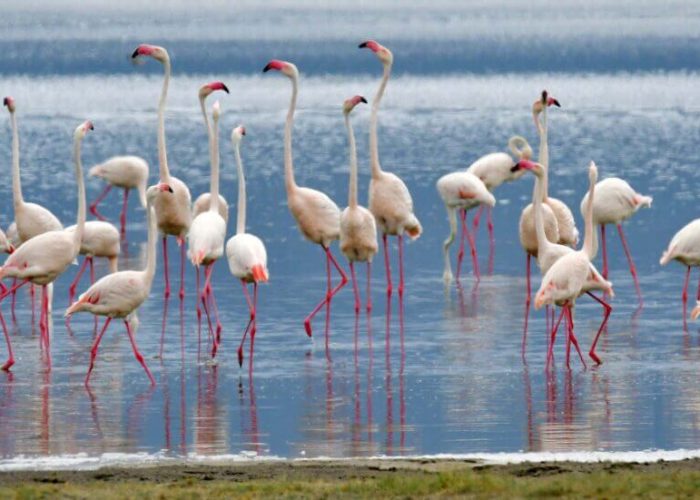 flamingo in manyara (1)