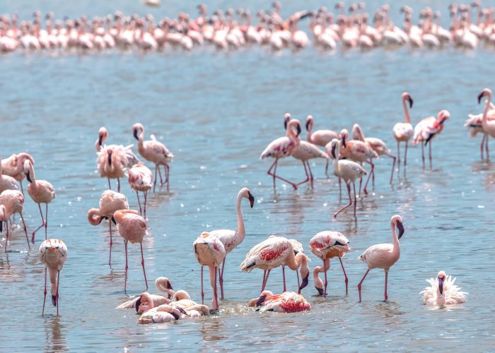 flamingo_ngorongoro_tanzania_1 (1)