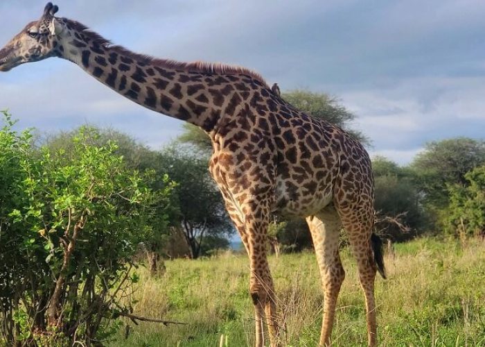 giraffe safari 5 (1) (1)