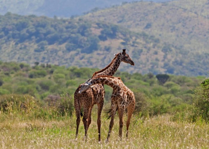 giraffes-in-the-savannah-tarangire-national-park (1)