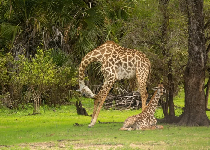 giraffes_selous_nyerere_safari (1)