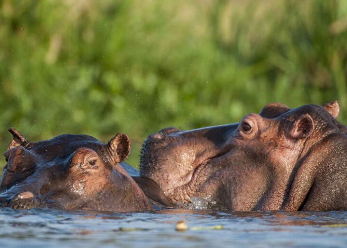 hippo-at-mikumi-national-park (1)