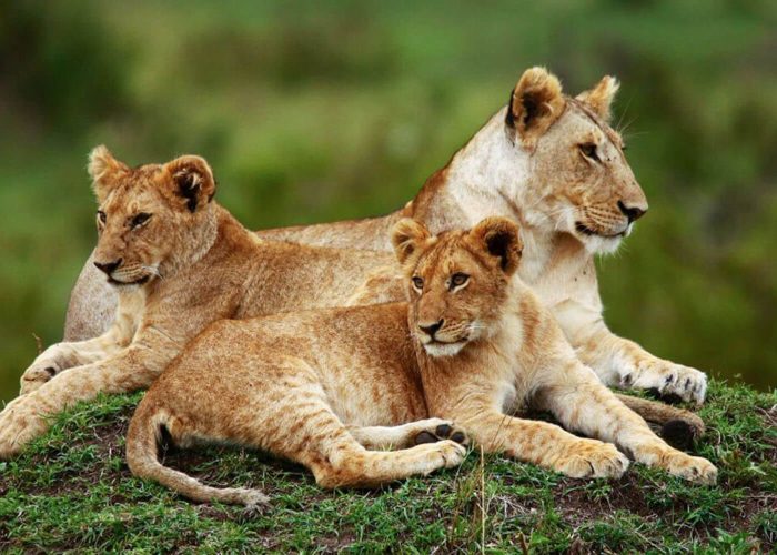 lake-naivasha-national-park lion (1)