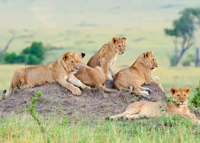 lion in tarangire np (1)