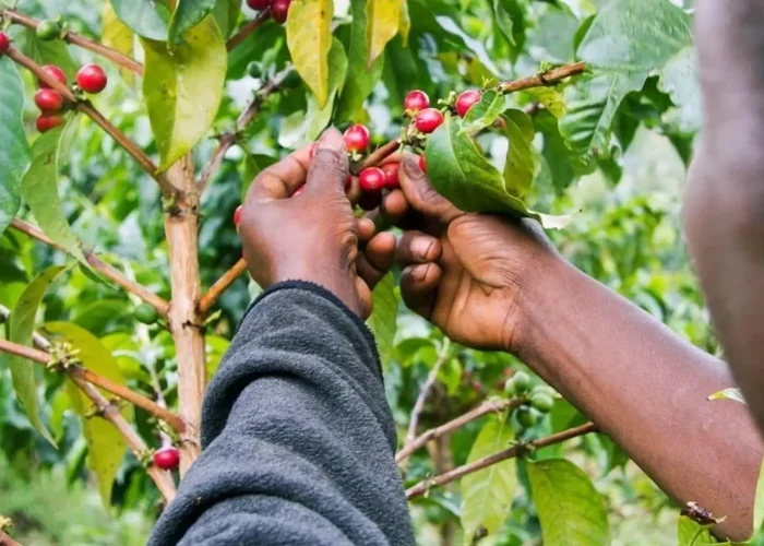 materuni-coffee-tour- (1)