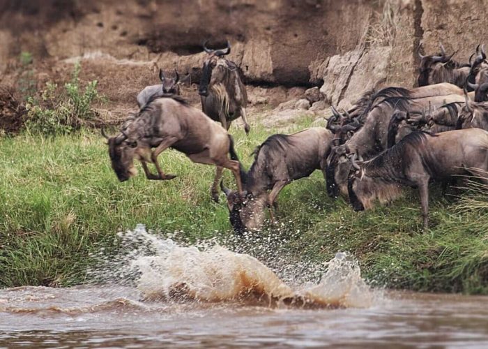 migration safari 2 (1)