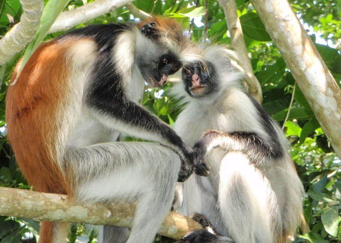 monkey in udzungwa (1)