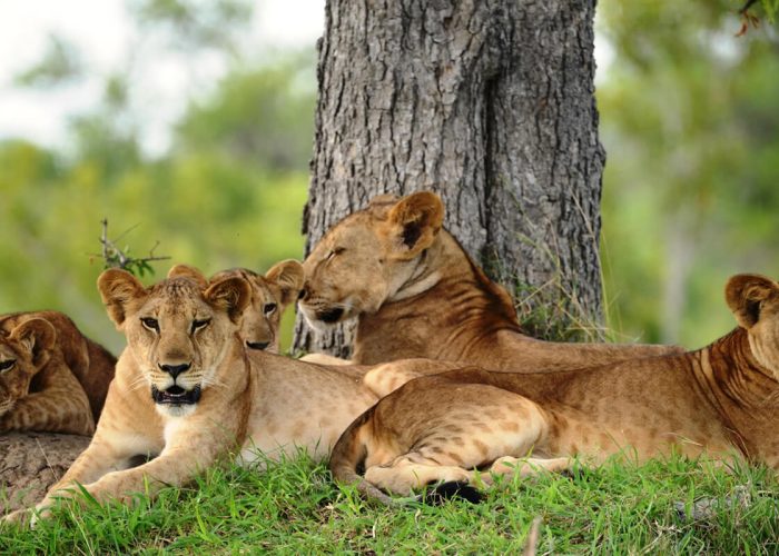 nyerere-national-park (1)