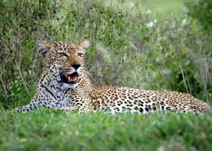 nyerere-national-park-tanzania (1)