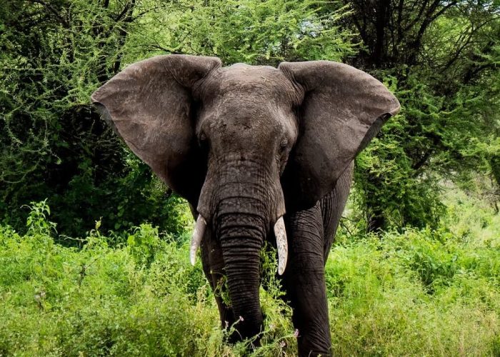 nyerere-park-tz elephant (1)