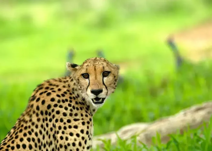 ruaha-national-park-tanzania (1)