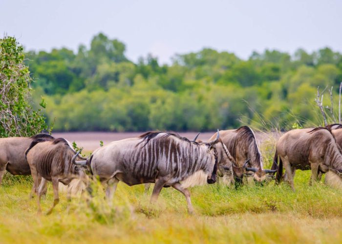 saadani wildebeest (1)