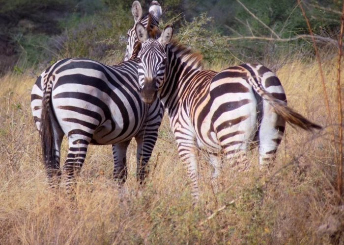 samburu-aberdares-nakuru-mara (1)