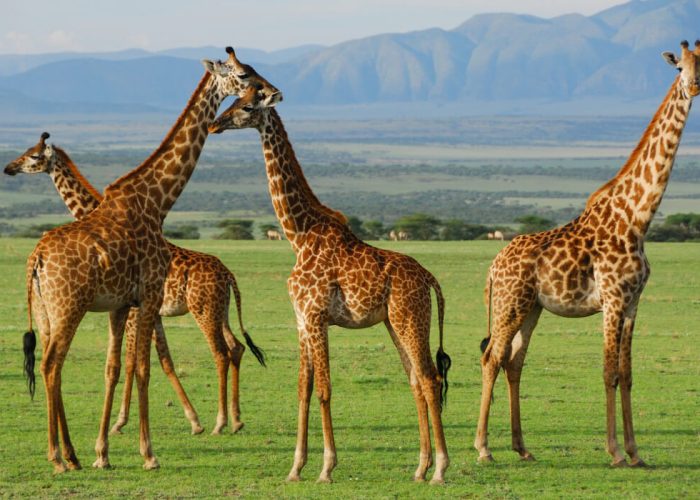 serengeti-national-park-tanzania giraffe (1)
