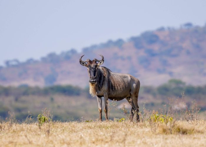 single wildebeest (1)