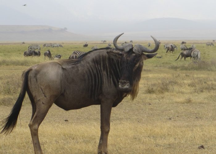 tanzania-experience_animals_