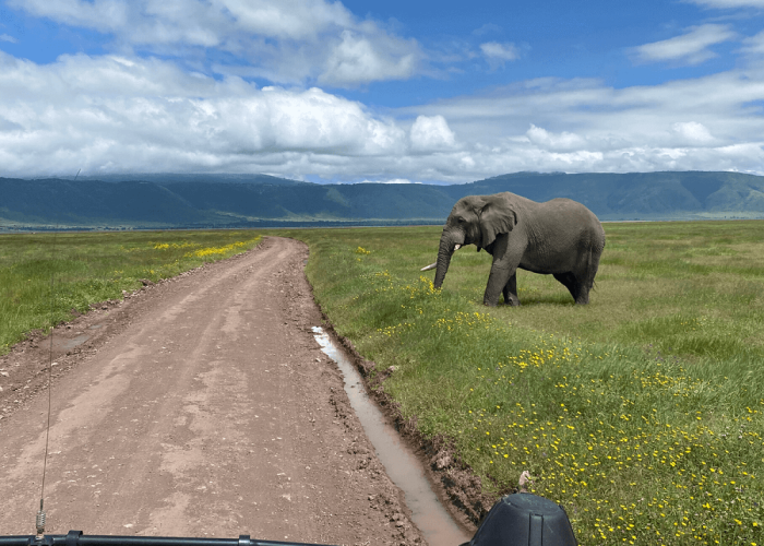 tanzania-journey-ngorongoro-highlands-trek-and-great-migration (1) (1)