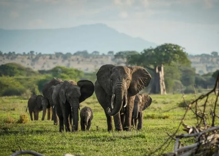 tarangire-2 elephants