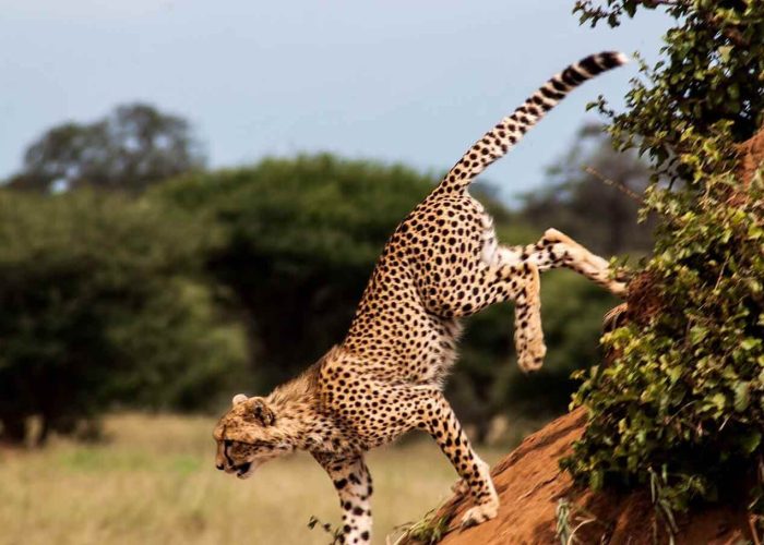 tarangire cheetah (1)
