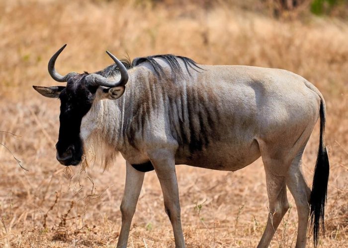 ultimate-safari-explore-samburu-aberdares-nakuru-mara (1)