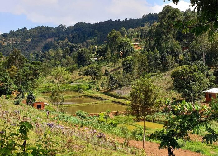 usambara_mountain_ (1) (1)