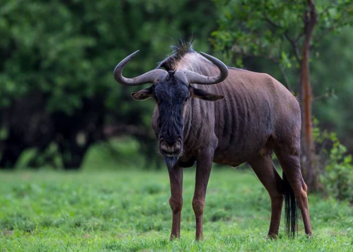 wildebeasts-filming-in-masai-mara (1)