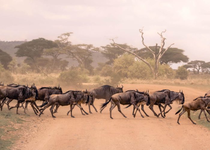 wildebeest migration (1)