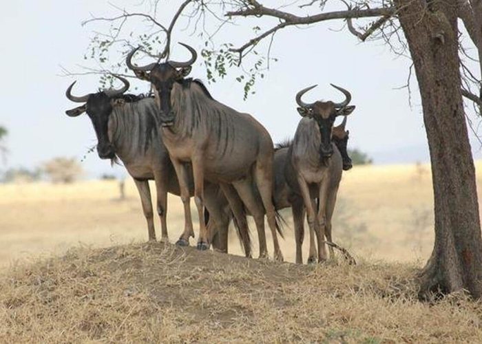 wldebeest in nyerere (1)
