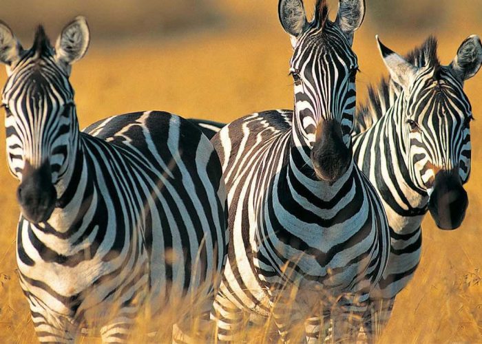 zebra in manyara (1)