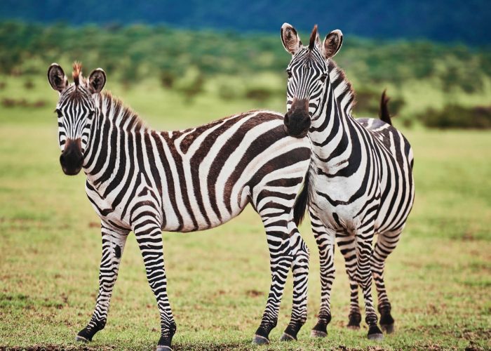 zebra in tarangire (1)