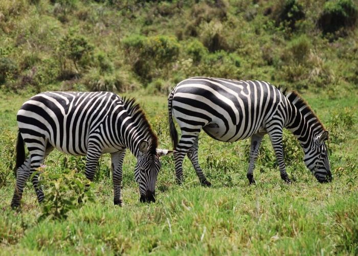 zebra safari 3 (1) (1)